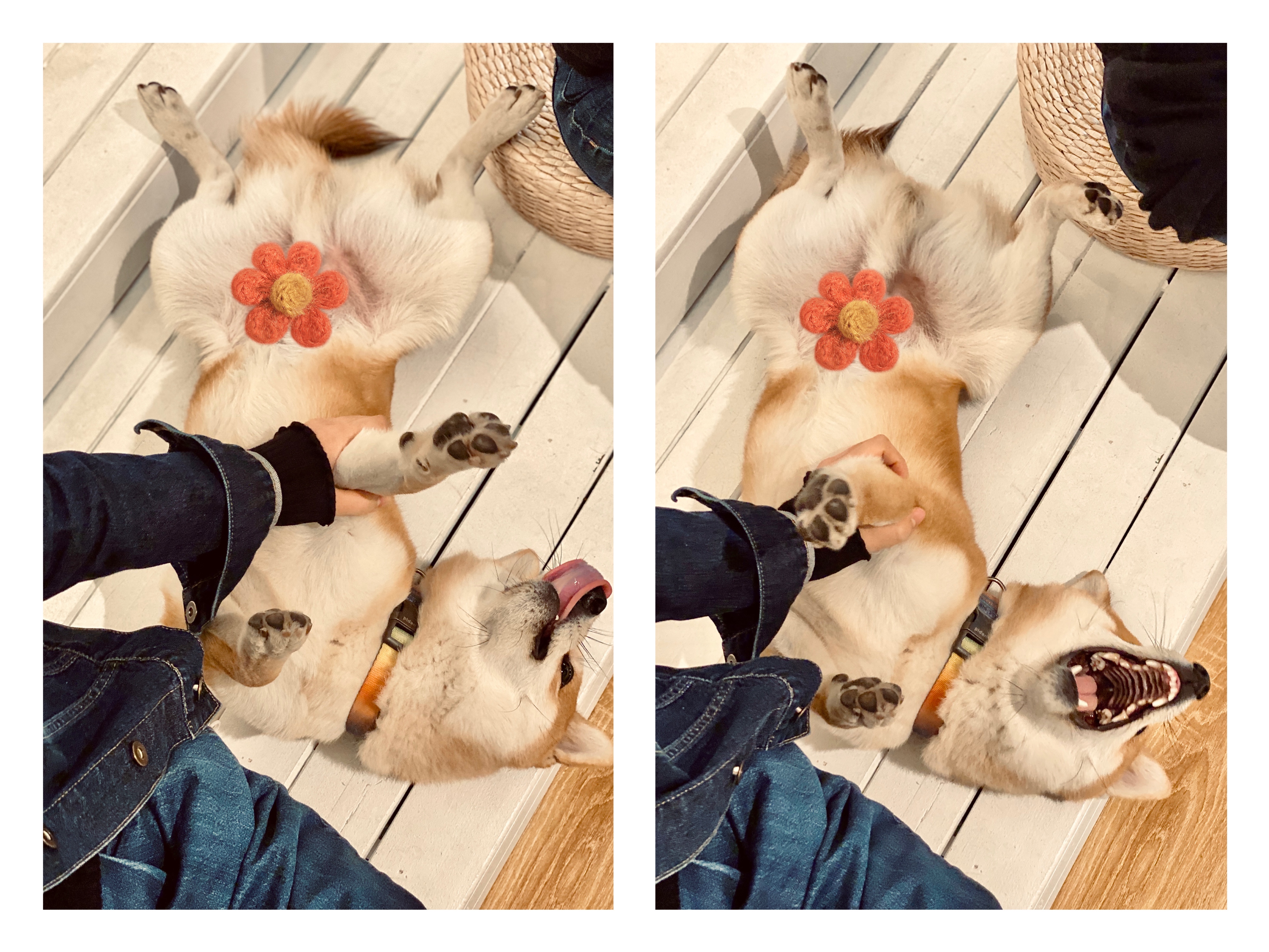 撸动物的网红店顺德,撸小动物的网红店北京世纪金源