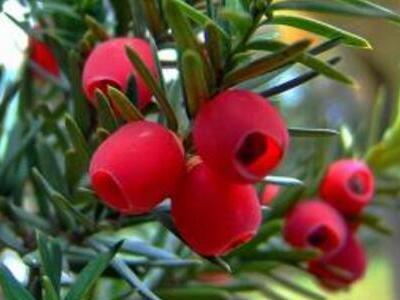 红豆杉叶子发黄掉落怎么办,曼地亚红豆杉叶子发黄怎么回事