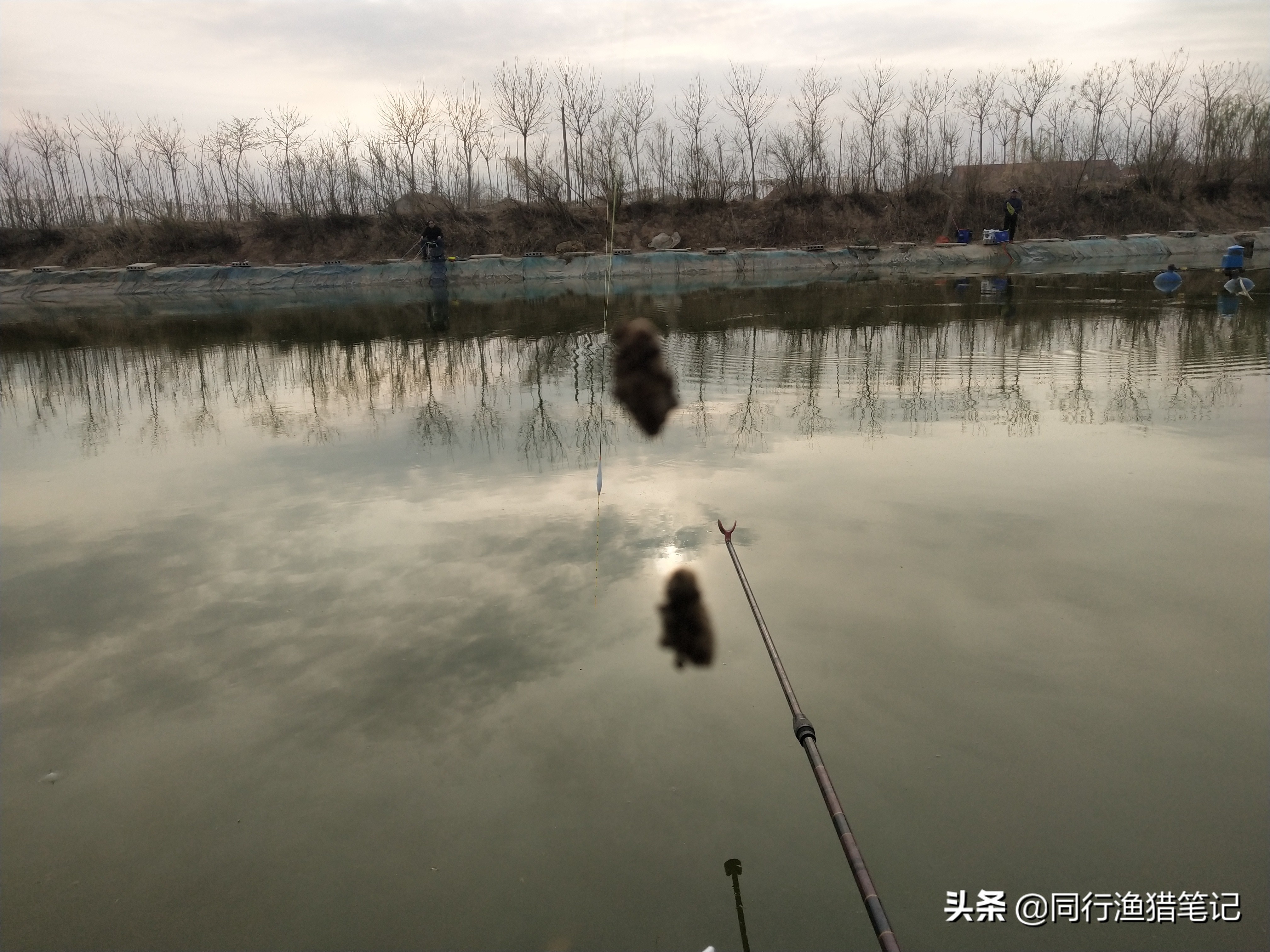 小体草鱼,钓草鱼中鱼率高冬季钓草鱼技巧