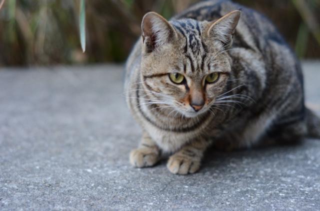 最稀有的猫咪是什么猫,全球最稀有的猫咪再不看就看不到