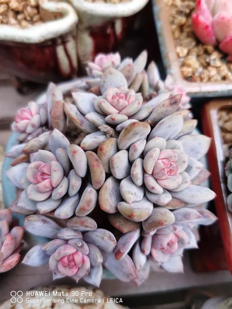 冬日如何更好地养多肉,冬天可以户外养护的多肉