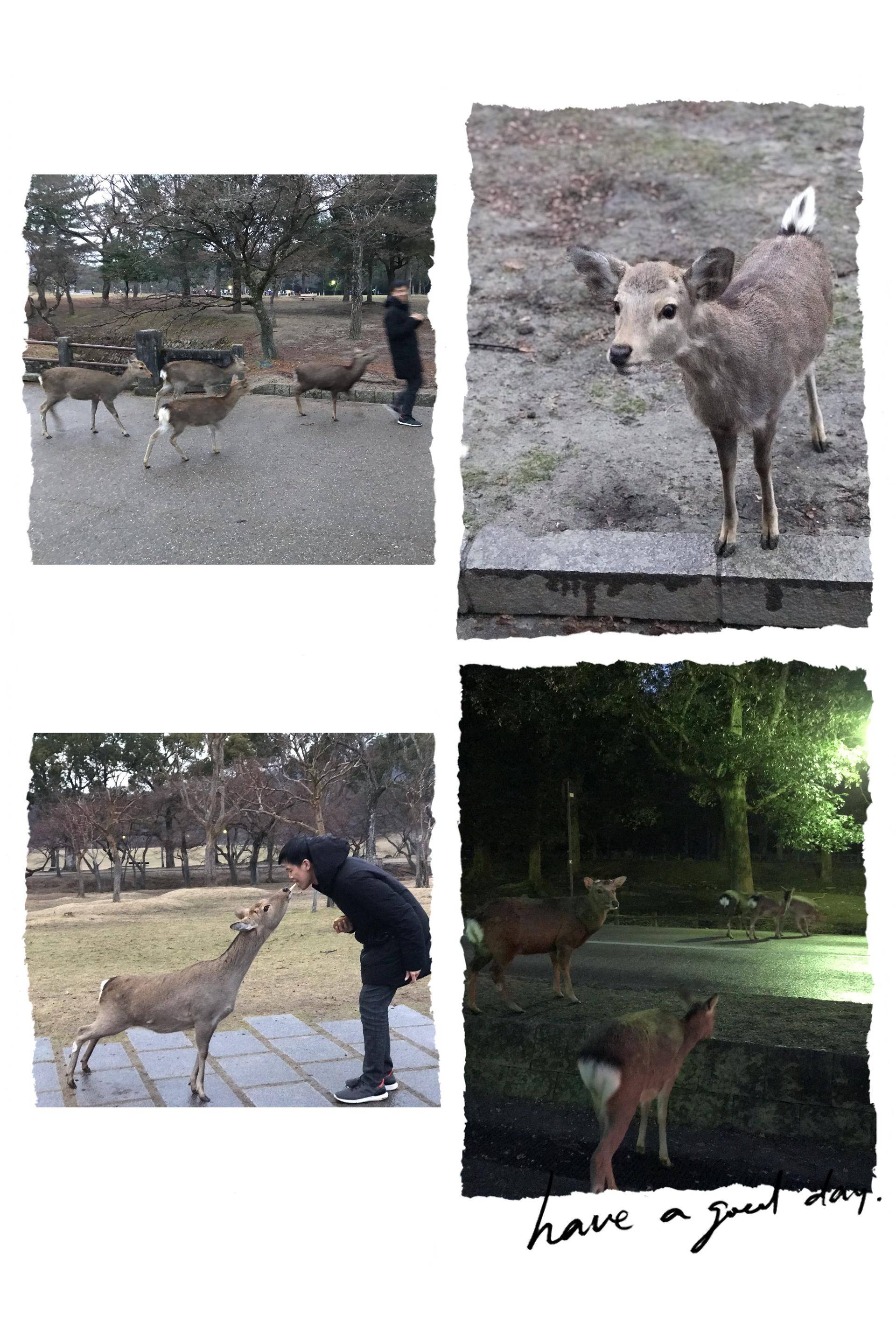 日本关东线8日游攻略,日本关东7天自由行攻略