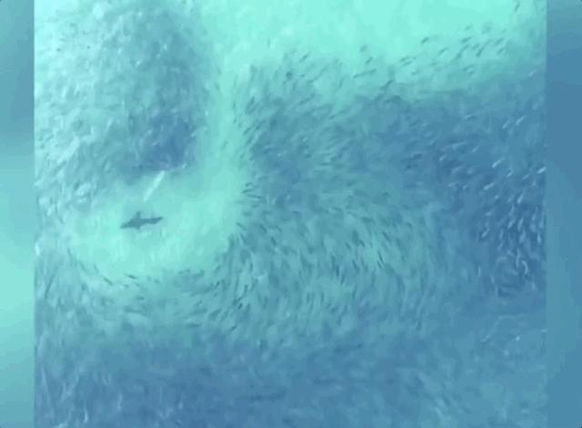 在海里遇到鲨鱼怎么才可以逃生,在海里碰到鲨鱼怎么办