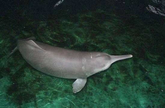 长江珍贵动物,长江唯一哺乳动物