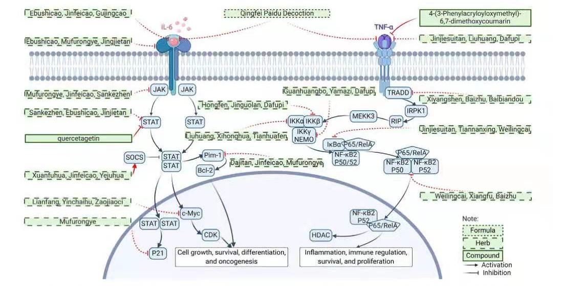 抑制细胞因子风暴的药物,诱发细胞因子风暴