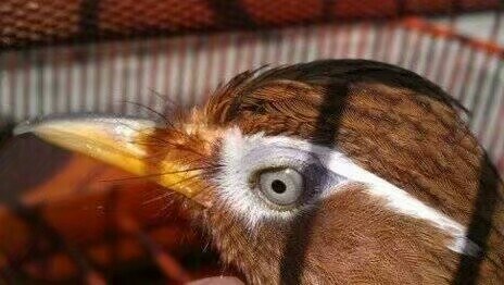 画眉鸟的稳火驯养技术