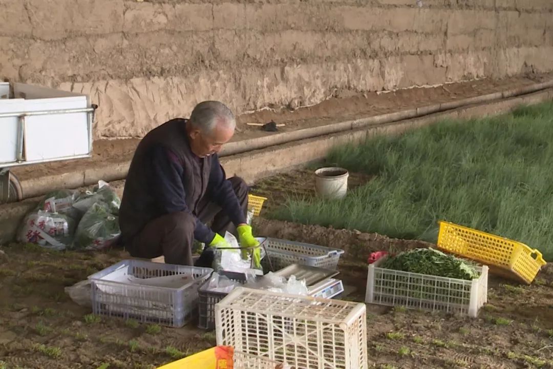 高台县农业种植,高台打造种养循环绿色生态农业