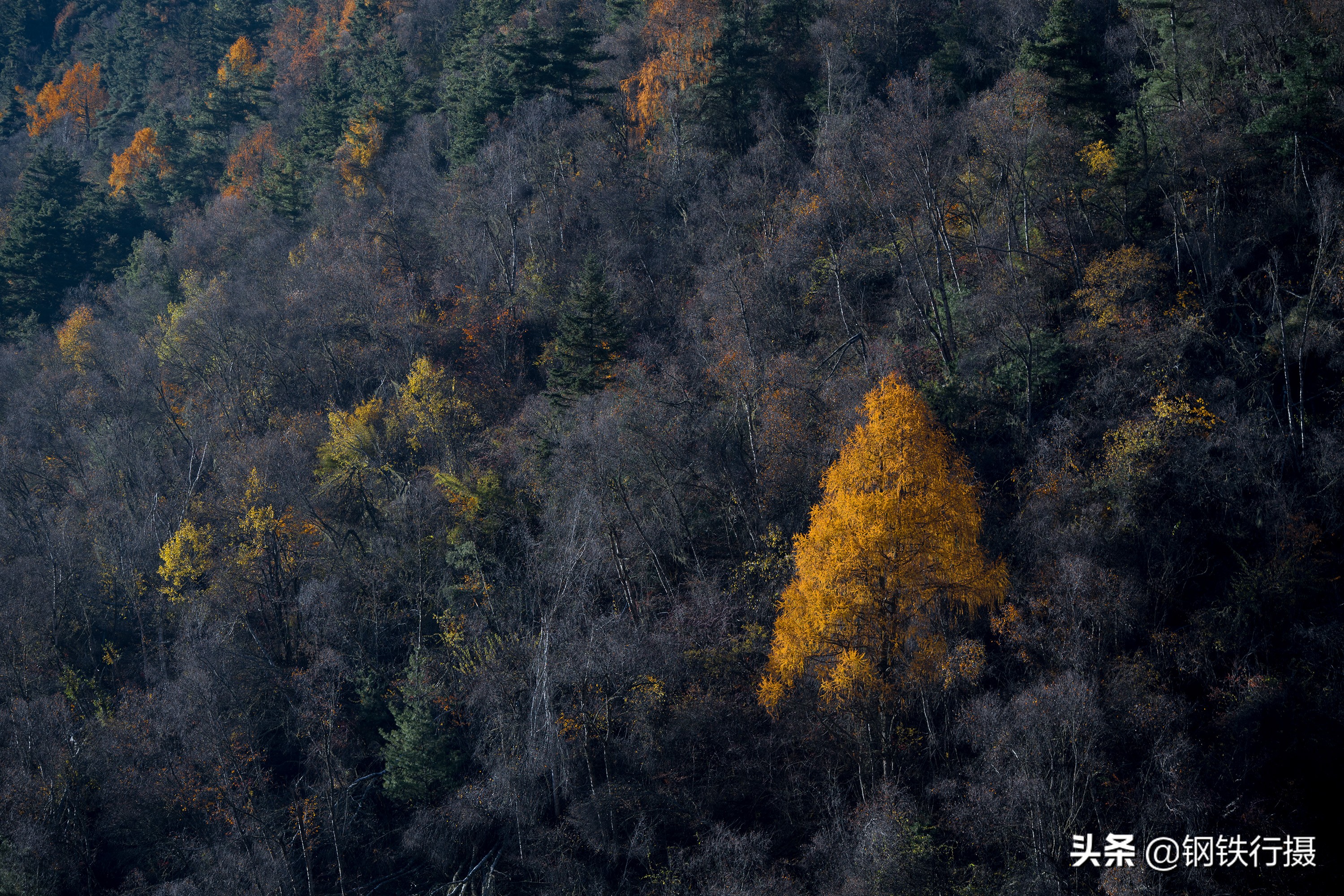 木格措秋景视频,木格措景区秋天风景