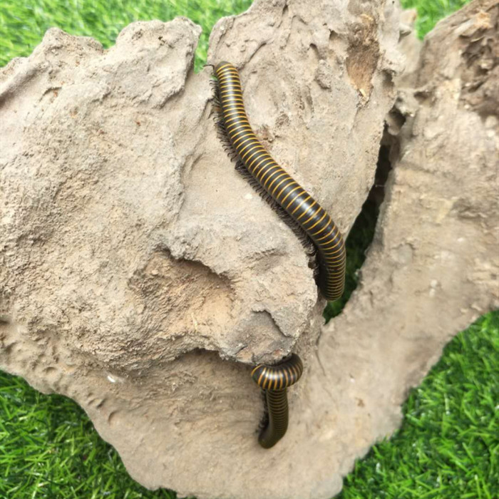 北方常见的昆虫科普知识大全集,南方动植物昆虫实物图鉴