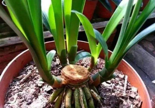 过期养花特效药怎么处理,这些药过期不要扔养花