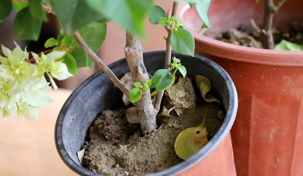 田地里的土壤太硬怎么办,土壤太硬了怎么变松散