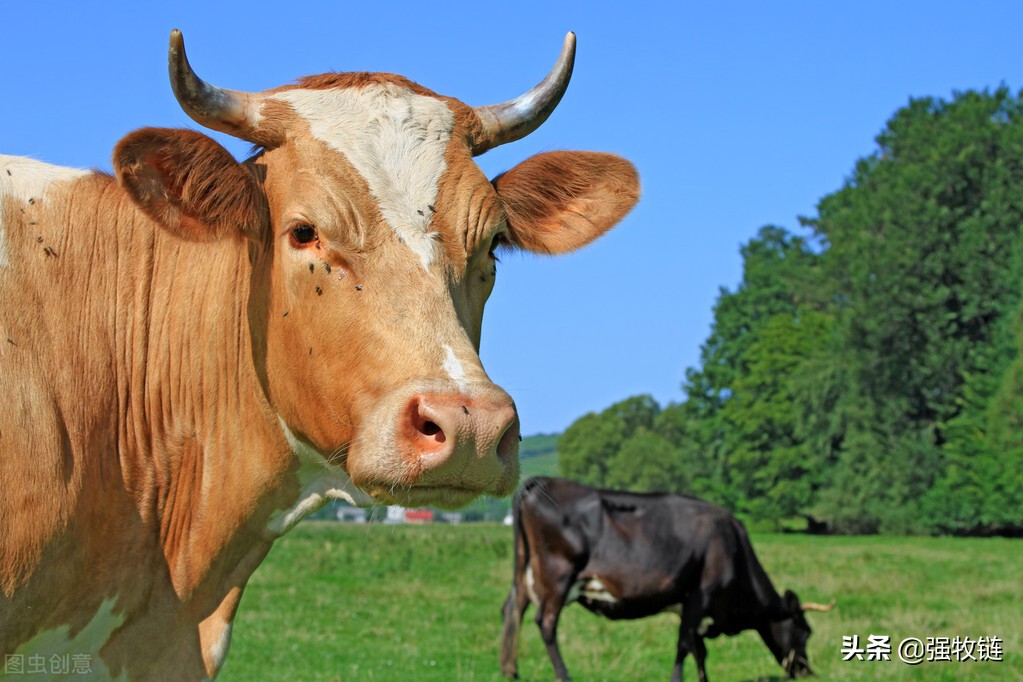 母牛下完犊子牛犊怎么护理,母牛生完牛犊掉球怎么处理
