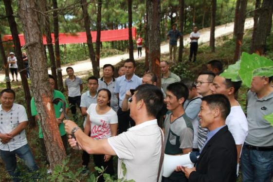 鑼傛簮鏋椾笟,鑼傛簮鏋椾笟鏈夐檺鍏徃