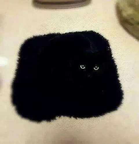 黑猫是不吉利的象征吗,黑猫代表着不祥可老人偏偏不信