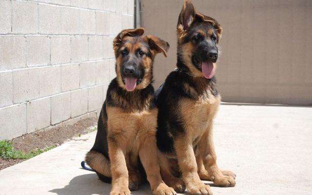 德国牧羊犬黑背狗市,德国黑背牧羊犬视频