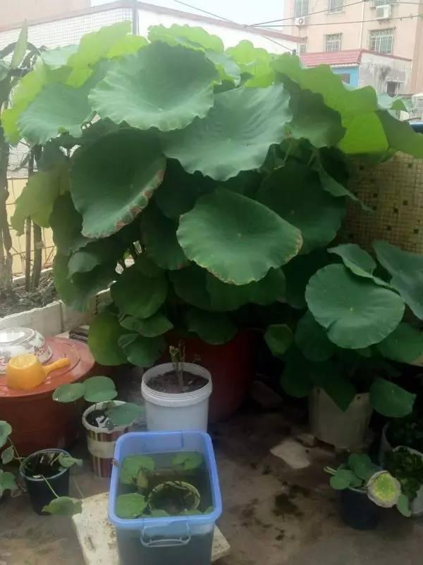 捡起泥巴种荷花,捡一个坛子种花