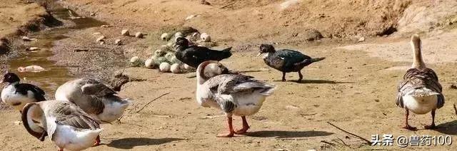 为什么兽医不解剖就能看鸭病,兽医不解剖就能诊断鸭病