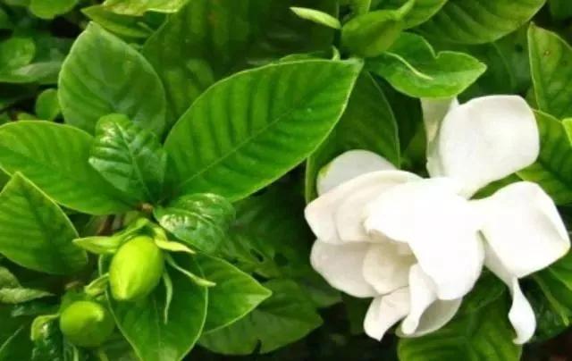 磷酸二氢钾养花怎么用最好,养花什么时候用磷酸二氢钾最合适