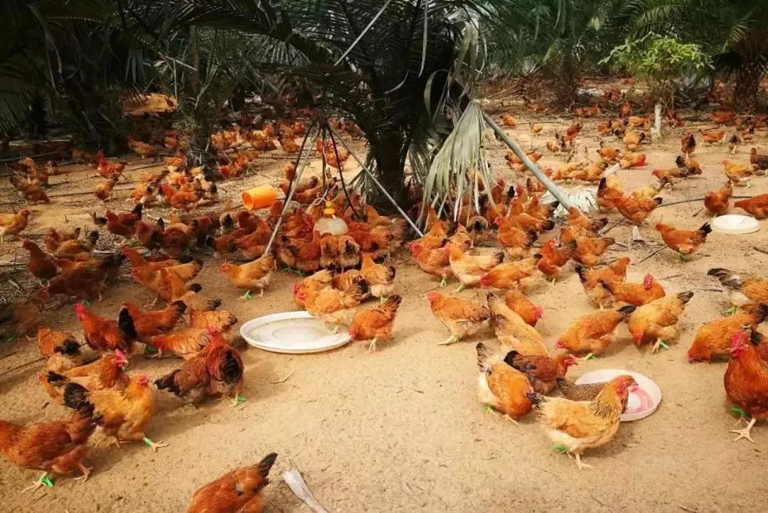 泰国杂交鸡,泰越杂交鸡