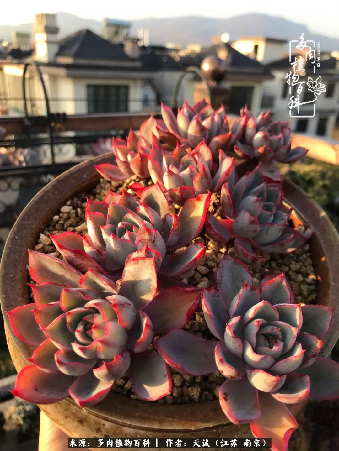 鍙拱瀵圭殑涓嶄拱璐电殑灏忔牱,鍙拱瀵圭殑涓嶄拱璐电殑鍥剧墖灞曠ず