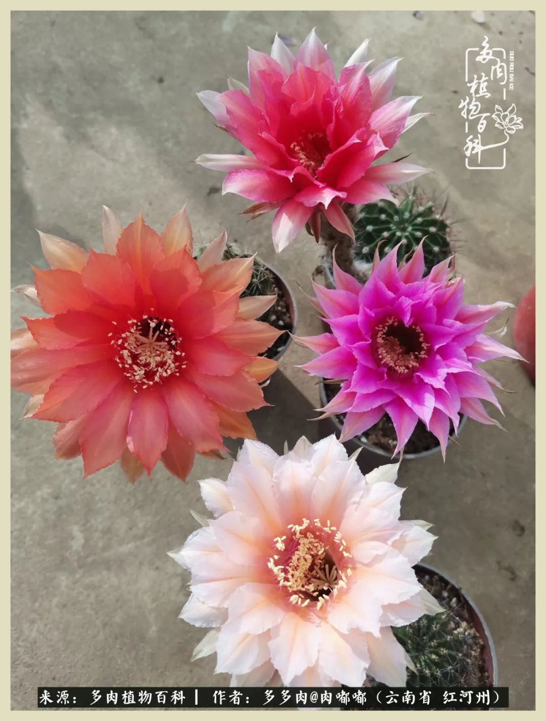 这个春天我们一起去赏花,这个季节我们一起去看花