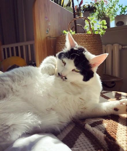 丑猫大赛视频完整版,2020年丑猫大赛看看丑到你了没