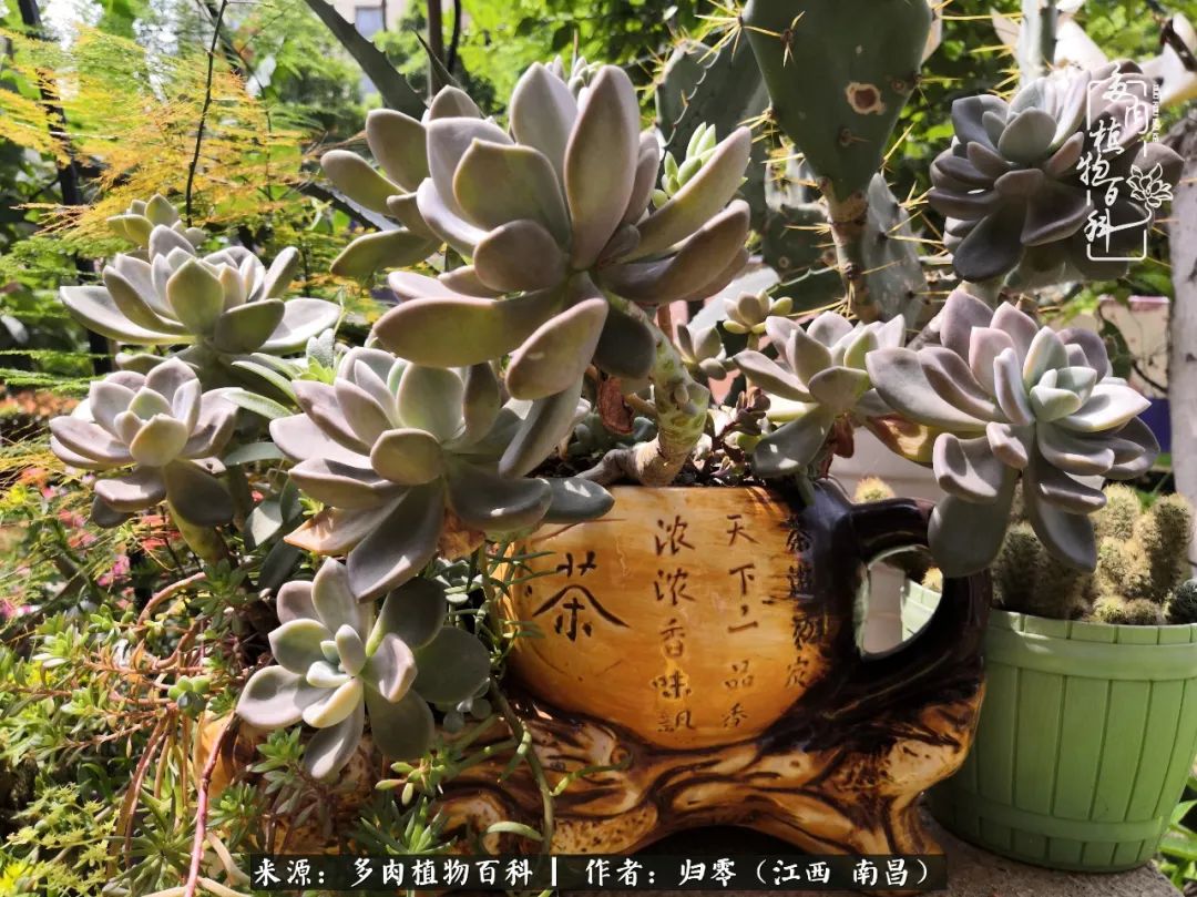 人生转个弯,在小院遇见落入凡间的多肉小精灵