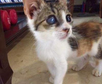 养猫须知常见的猫咪眼部疾病,猫咪可能患上的30种疾病