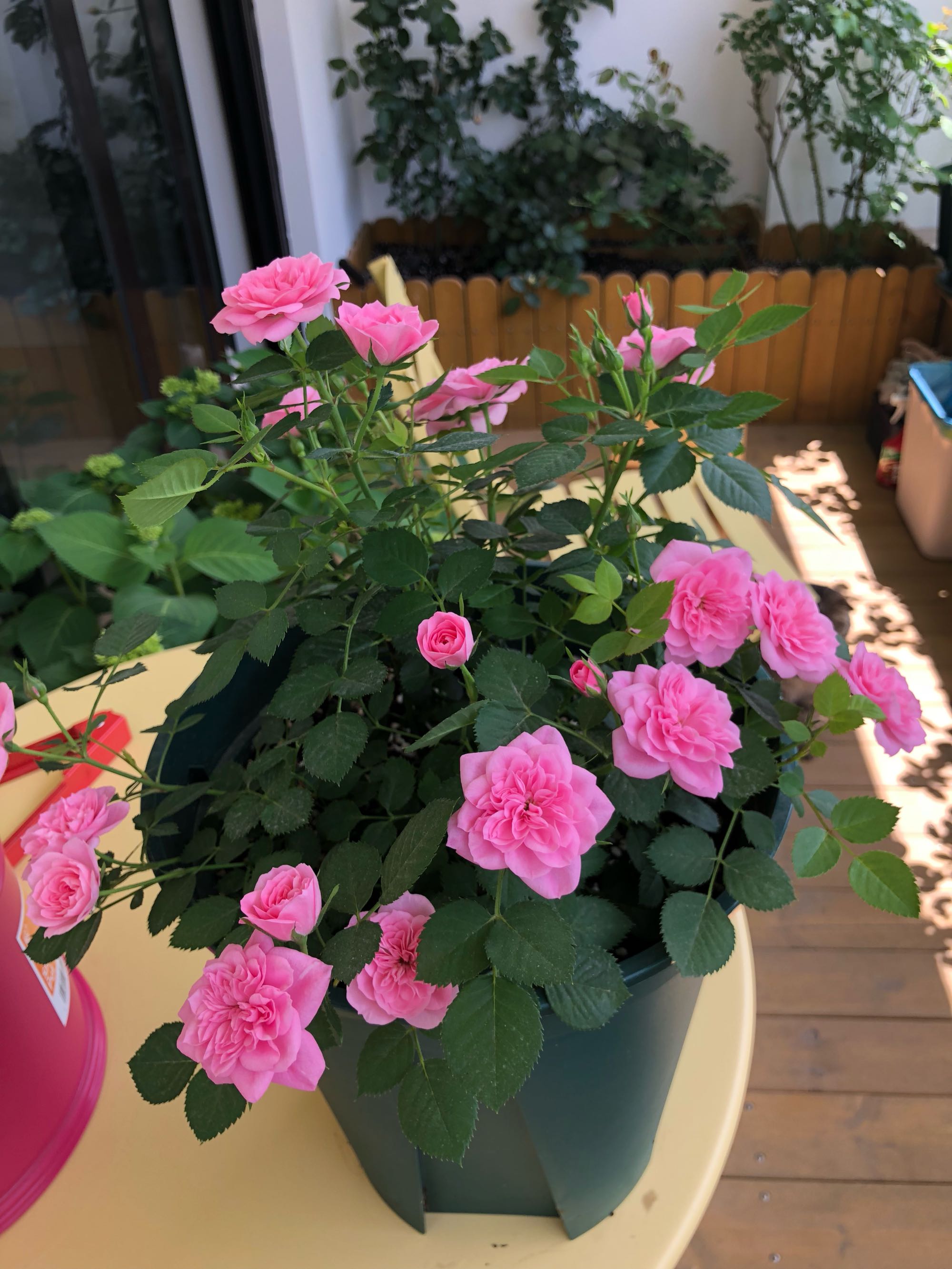 花卉绿植盆栽白色恋人,小小植物盆栽既可爱又好养活