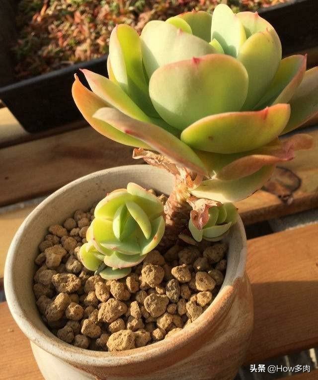 碧桃多肉老桩状态,碧桃多肉老桩怎么养出状态