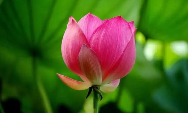 莲与佛的关系,佛教与释迦牟尼的关系