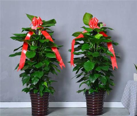 自制绿萝柱不用棕榈皮行吗,自制绿萝爬柱