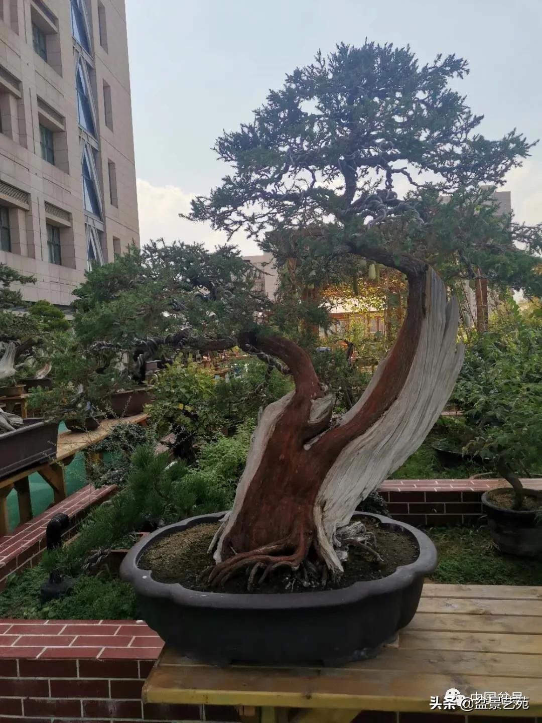 涓浗钁楀悕鐩嗘櫙澶у笀绮惧搧鐩嗘櫙,鐩嗘櫙鑹烘湳瀹跺拰鐩嗘櫙鑹烘湳澶у笀