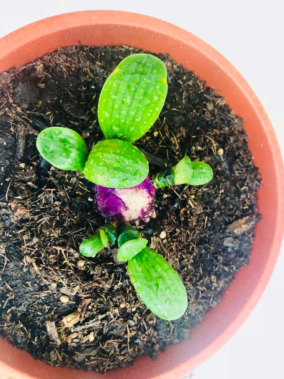 未开封的药物过期8月还可以用吗,哪些花卉适合用过期药片