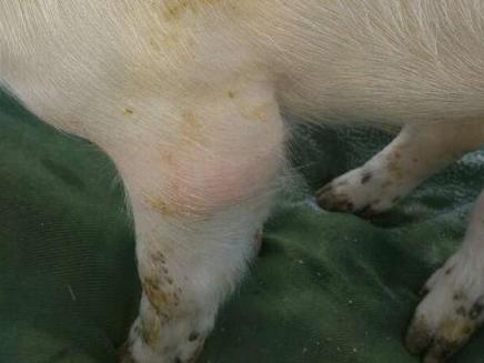 引起仔猪关节肿大的8个潜在因素以及治疗方法