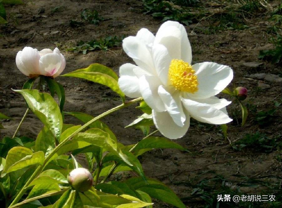 白芍种植前景及效益,白芍药材亩产多少