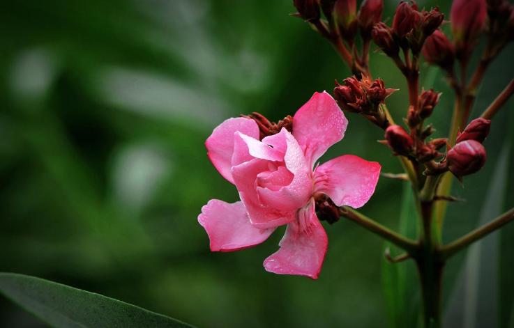 赞美夹竹桃花诗句名句,有关夹竹桃的诗句