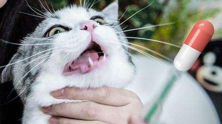 猫咪定期驱虫还会有寄生虫吗,猫咪身上寄生虫用什么药