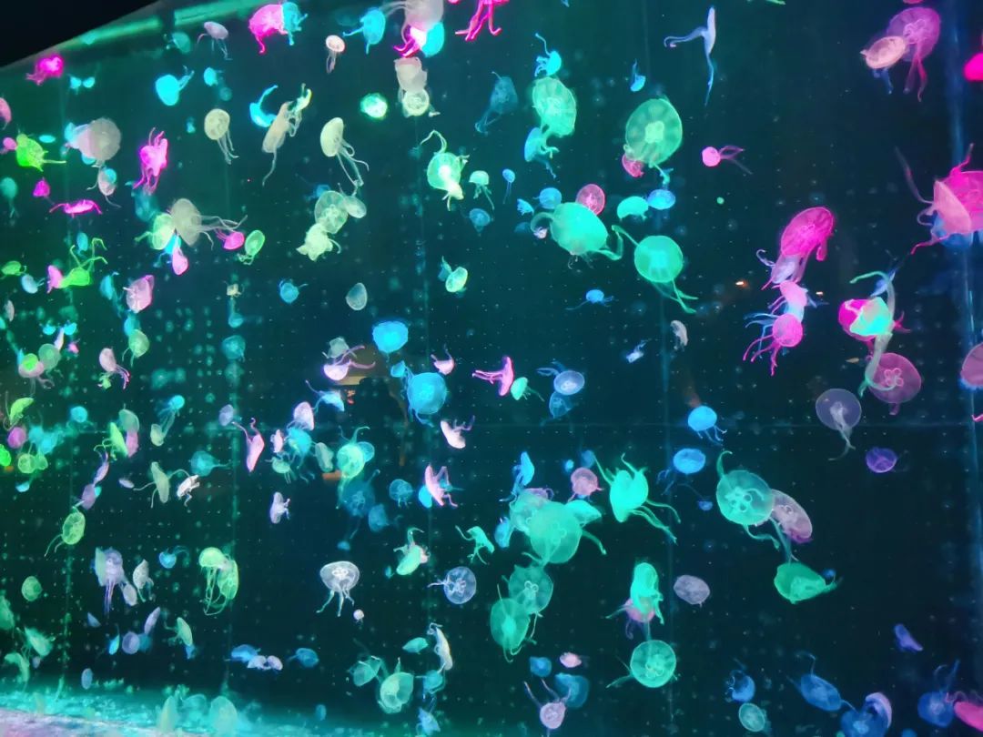 横琴奏一曲：瑜家的温馨丨初夏.珠海后花园畅游记