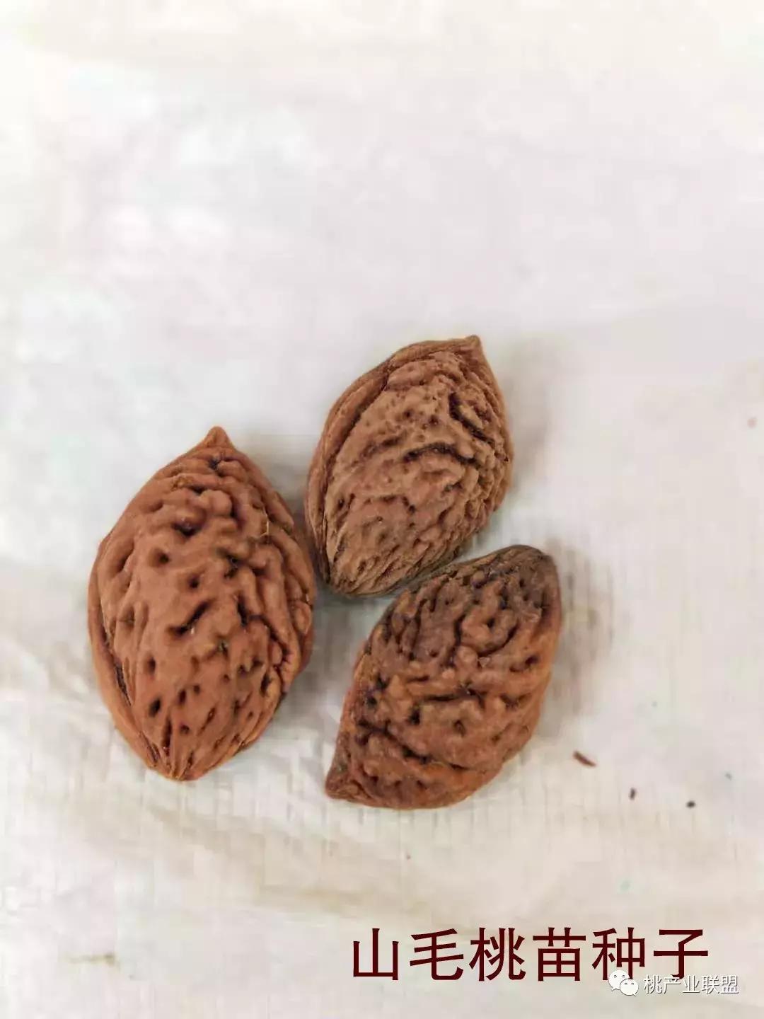 怎么分辨各种桃苗砧木,桃树最好的砧木是什么