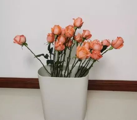 收到花有点蔫怎么处理,收到花有点干瘪醒花方法