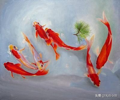 锦鲤怎么养大起来快,养锦鲤视频