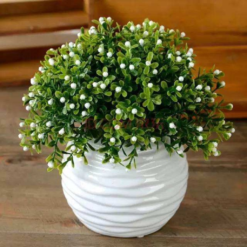 米兰在夏天如何养护,米兰花香味浓郁养护要点