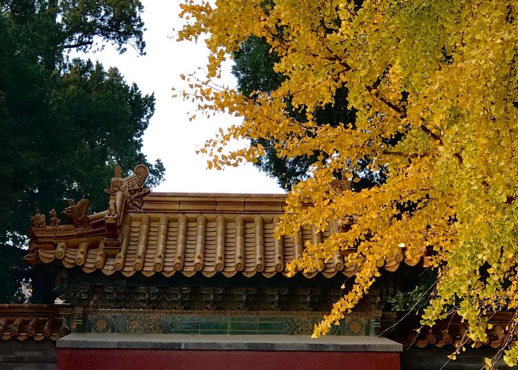 金色的北京犬,金色的北京现代汽车