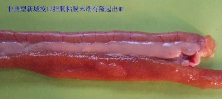 家禽常见疾病及检测方法书籍,家禽养殖疾病诊断