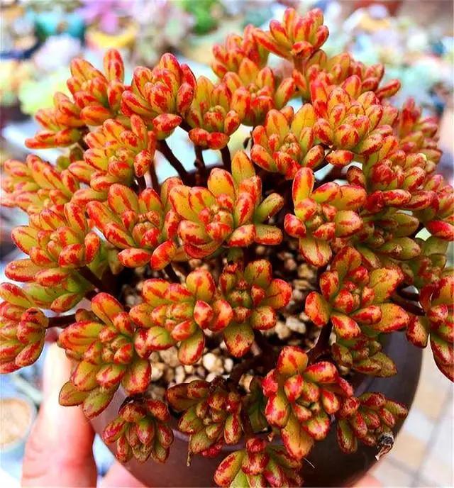 易群生的多肉,多肉小巧易群生