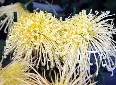 100种花的英文和花语是什么,100种花的花语以及送花礼仪分享