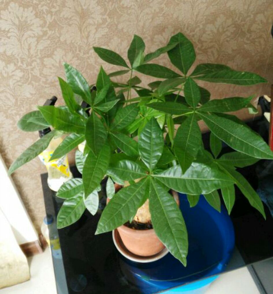 养的发财树黄叶特别多怎么办,发财树叶子发黄下垂发软怎么处理