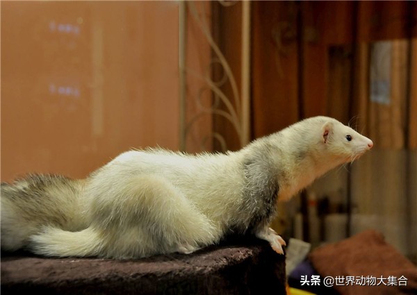 养安格鲁貂需要什么,养安格鲁貂