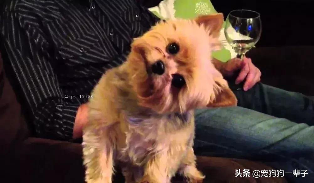 为什么狗歪着头,狗歪着头跑